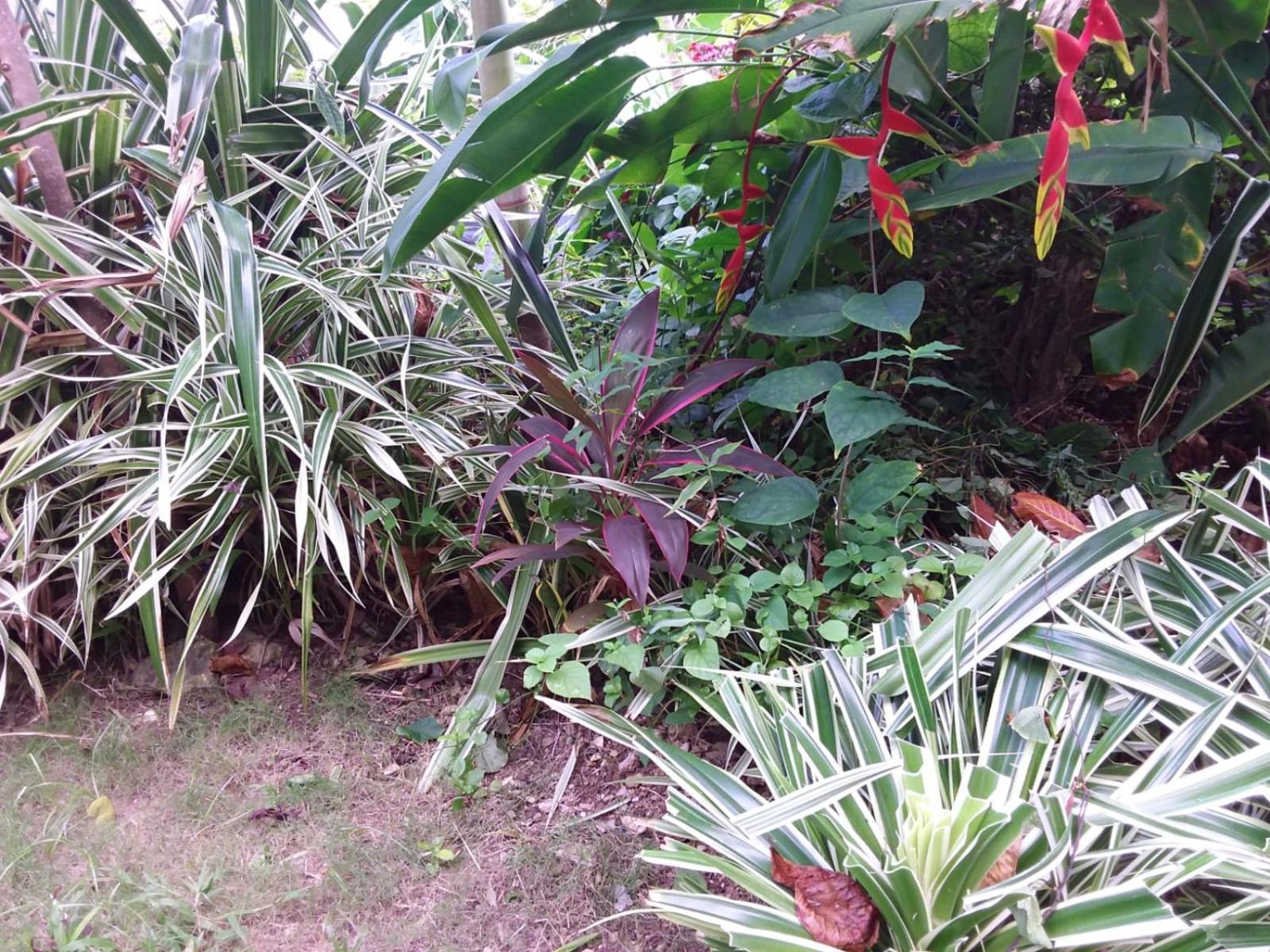 Port Antonio Brian'S Beach House エクステリア 写真