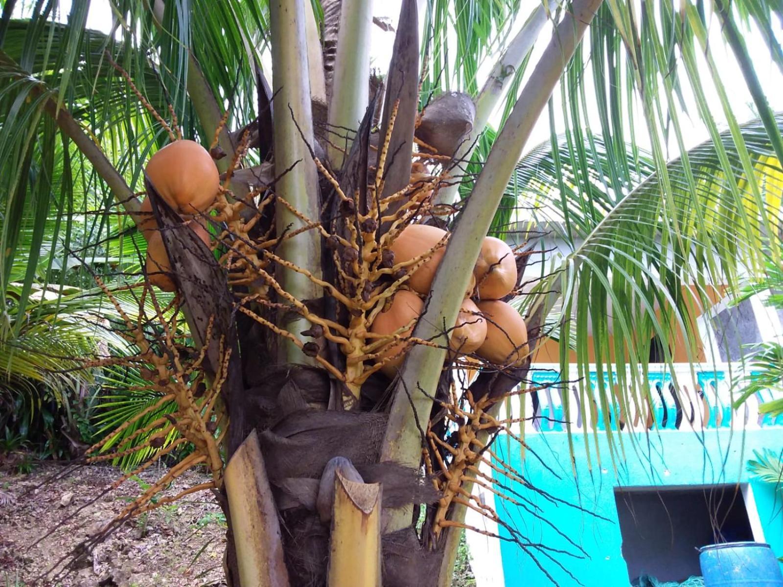 Port Antonio Brian'S Beach House エクステリア 写真